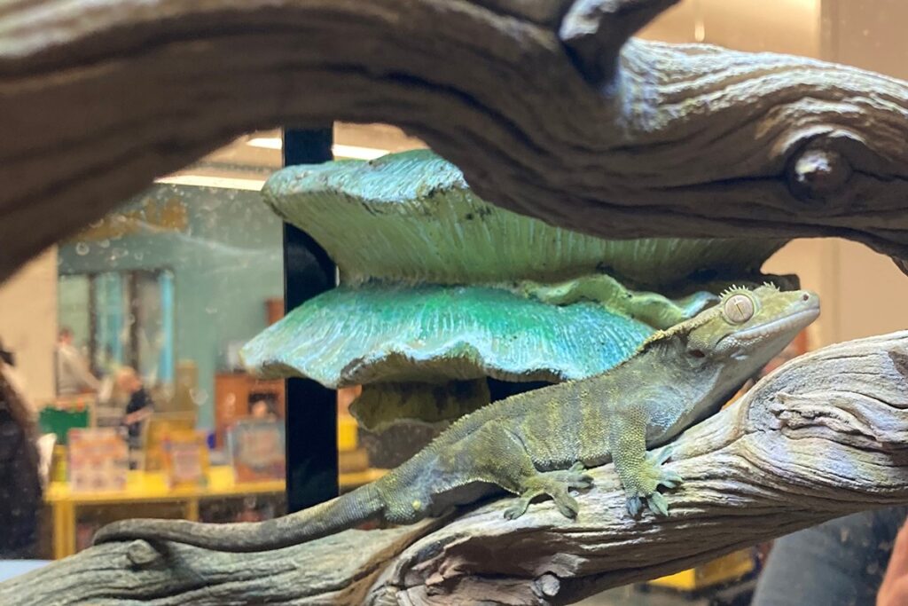 remoteLockers for a Fantastically Active Community: Carmel Clay Public Library 4 Close-up of a gecko in a terrarium at Carmel Clay Public Library’s children’s area.