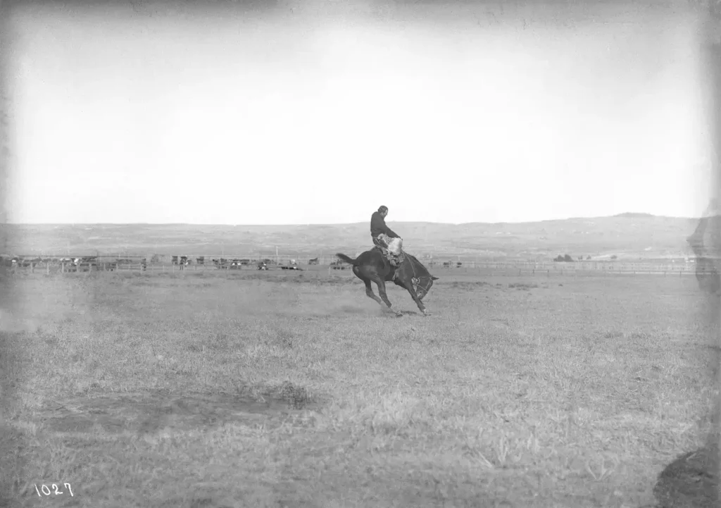 Historic photograph of a rider on Steamboat, the legendary Wyoming bucking horse